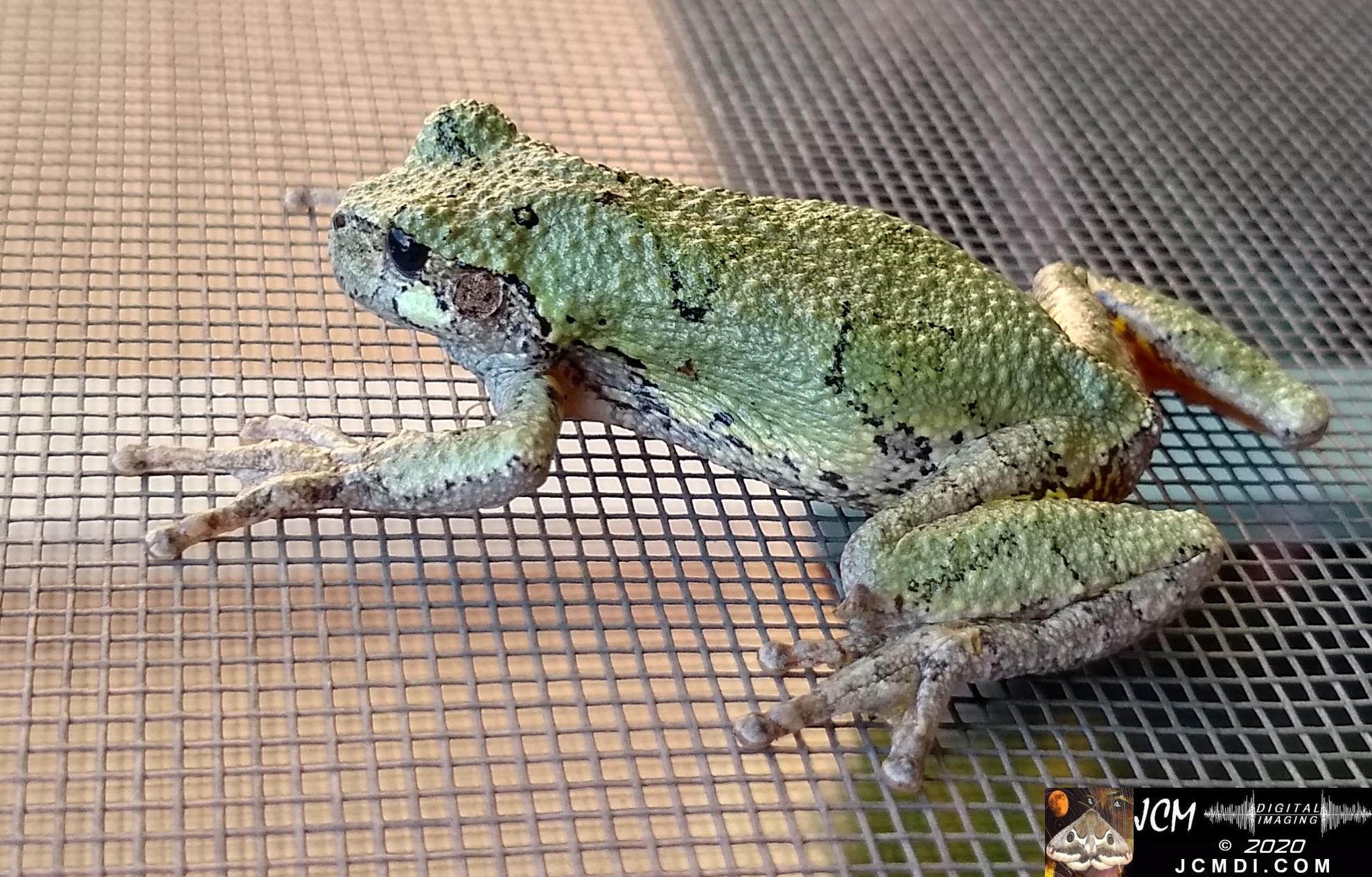 20200603 TN Tree Frog on screen